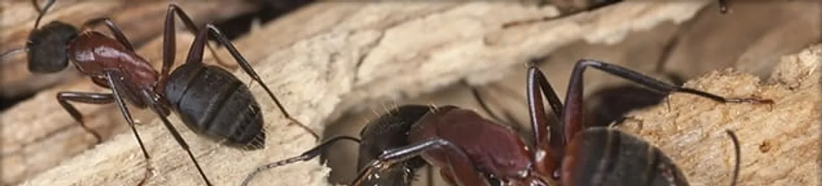 Close-up of ants on wood showing an active ant infestation in Hialeah, FL