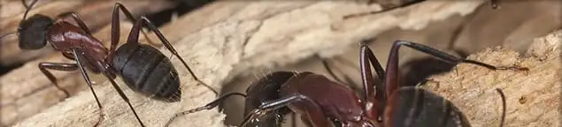 Close-up of ants on wood showing an active ant infestation in Hialeah, FL