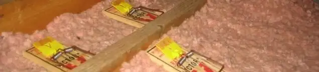 Mouse traps placed in an attic for rodent control in Hialeah, FL
