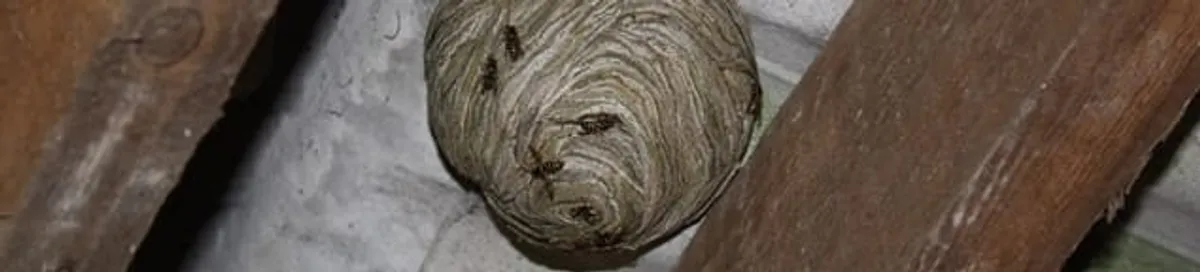 Wasp nest in an attic space, a common home infestation risk in Hialeah, FL