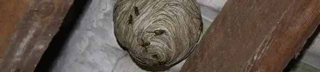 Wasp nest in an attic space, a common home infestation risk in Hialeah, FL