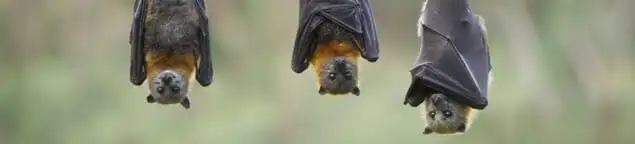 Bats roosting together, a common sign of a bat infestation in Hialeah, FL