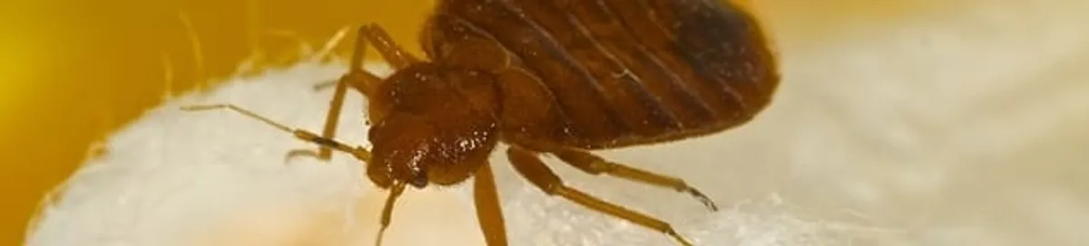 Close-up of a bed bug, a sign of an active infestation in Hialeah, FL