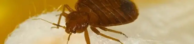 Close-up of a bed bug, a sign of an active infestation in Hialeah, FL