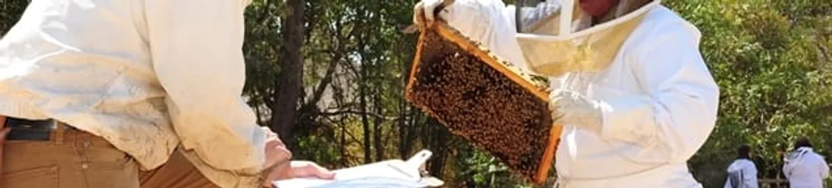 Bee removal specialists relocating a hive and honeycomb safely in Hialeah, FL