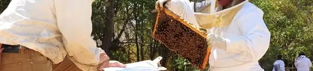 Bee removal specialists relocating a hive and honeycomb safely in Hialeah, FL
