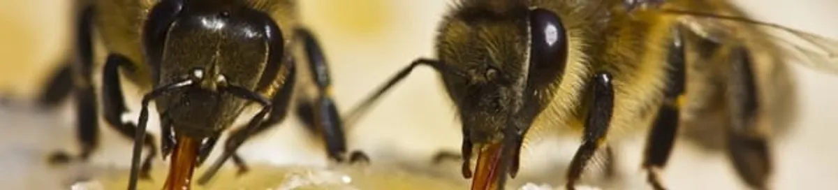Close-up of honey bees, a sign of a nearby hive in Hialeah, FL