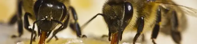 Close-up of honey bees, a sign of a nearby hive in Hialeah, FL
