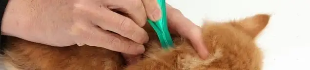 Flea treatment for pets using a flea comb, a sign of flea problems in Hialeah, FL
