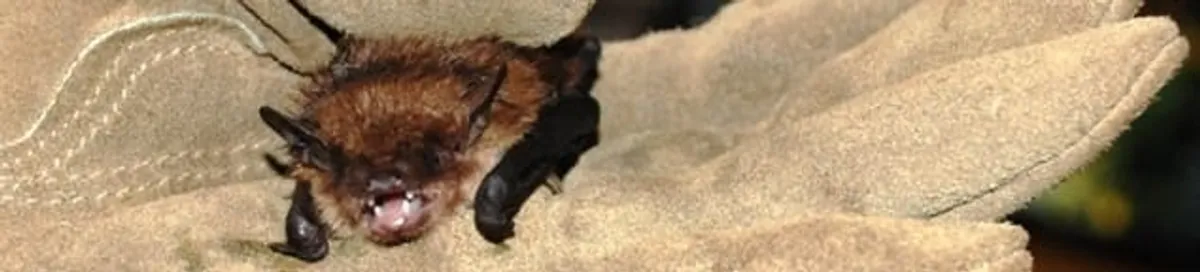 Bat removal specialist holding a bat safely during humane exclusion in Hialeah, FL