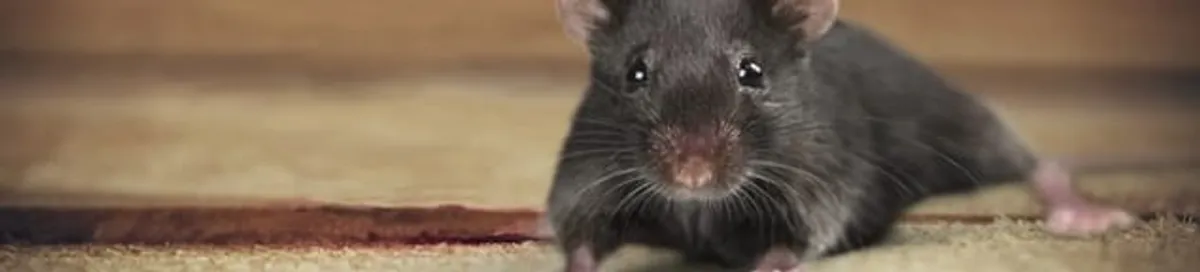 Mouse indoors, a common sign of a rodent infestation in Hialeah, FL