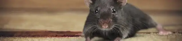 Mouse indoors, a common sign of a rodent infestation in Hialeah, FL