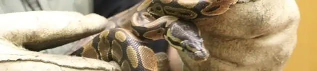 Snake removal specialist safely handling a snake with protective gloves in Hialeah, FL
