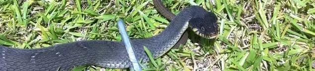 Snake in a yard, a common sign of a snake problem near a home in Hialeah, FL