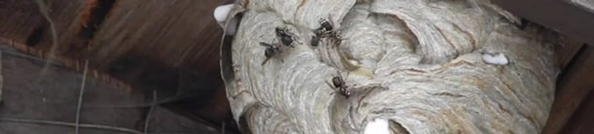Close-up of a wasp nest with active wasps, a sign of an infestation in Hialeah, FL