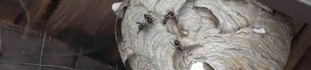 Close-up of a wasp nest with active wasps, a sign of an infestation in Hialeah, FL